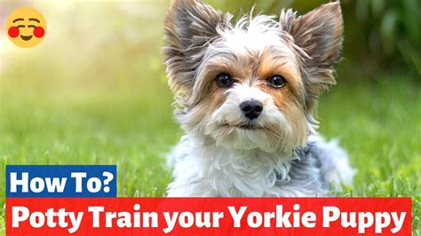 Yorkie Puppy Potty Training