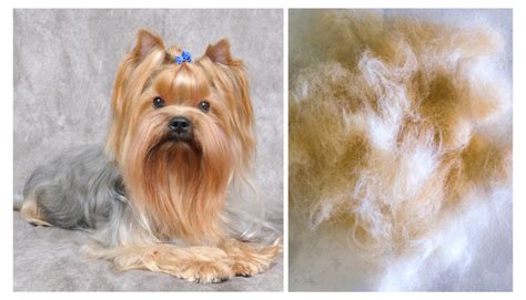 Yorkie Seasonal Shedding