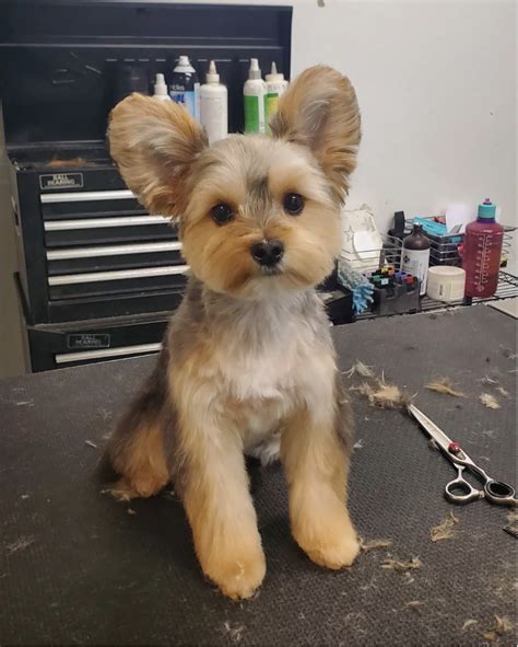 Yorkie Teddy Bear Face Cut at Home