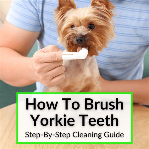 Brushing a Yorkie's teeth