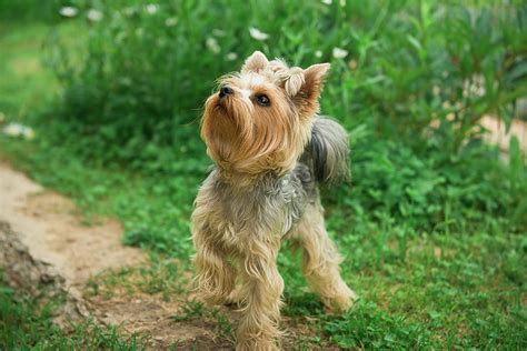 Yorkie Terrier Walking