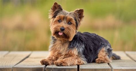 Yorkie Terrier playing with other dogs