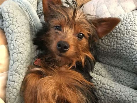 Yorkie Toy Aussie Mix exercise