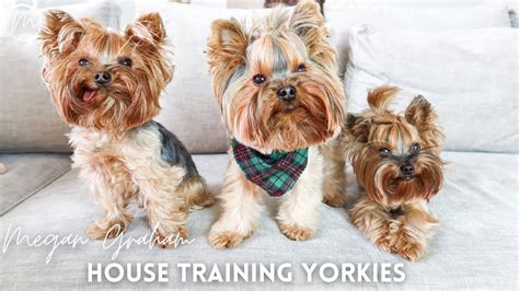 Yorkie Training Time