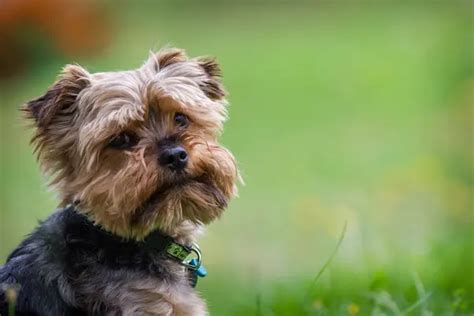 Yorkie allergy symptoms