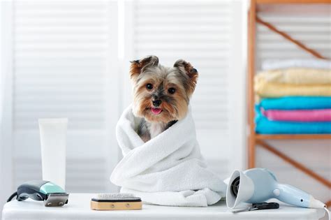 Bathing a Yorkie after spaying