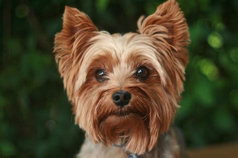 Yorkie Birth Signs