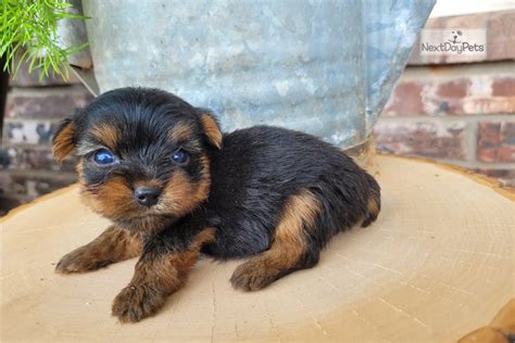 Yorkie breeders in oklahoma. We have very special teacup Yorkie puppies ready for new homes. Gorgeous miniature Yorkshire Terrier puppies for sale raised in a family home, well socialized, playful & have great temperaments with kids and other animals. They are Healthy and well trained puppies, vet checked, dewormed & micro chip. Comes with 1 Year Health Guarantee. 