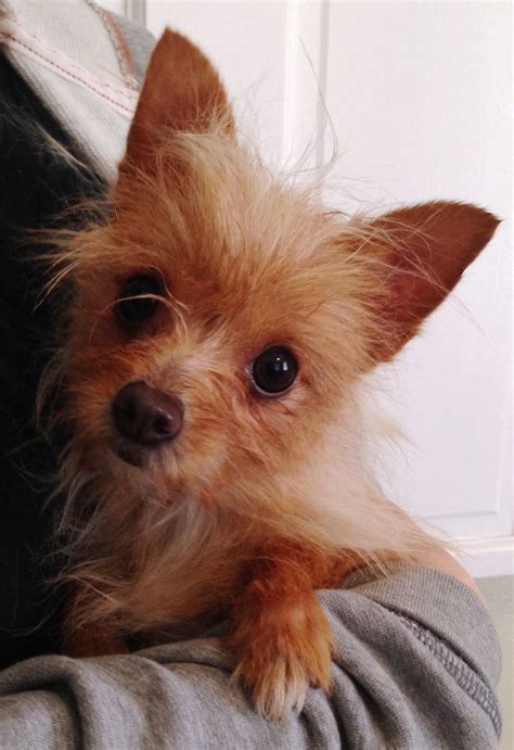 18 nov 2014 ... Your Pet's Breed She's a Yorkie Poodle Chihuahua mix. How and when did you get your pet? I got her from my auntie and it was a few weeks .... 