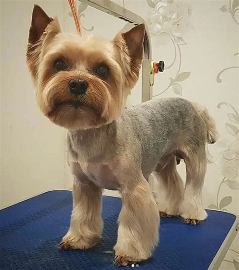 Yorkie haircuts for males and females (60 + pictures) - Yorkie.Life. We are almost sure that there is not a single person in the United States over the age of 6 years who do not know how a Yorkshire terrier looks like. One of the most distinguishing characteristics of Yorkies is their soft, smooth and silky hair. But what makes them so special .... 