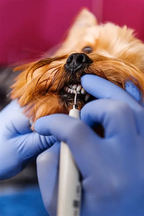 Yorkie Dental Cost