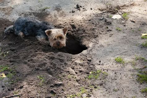 Yorkie Digging in House