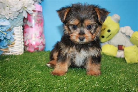 At Remarkable Yorkies, our vision is to promote the health and well-being of yorkies through responsible breeding practices. We are committed to producing healthy and happy yorkie puppies that will make great pets for families and individuals alike. We OFA health test all of our breeding dogs to produce the healthiest, soundest babies possible.