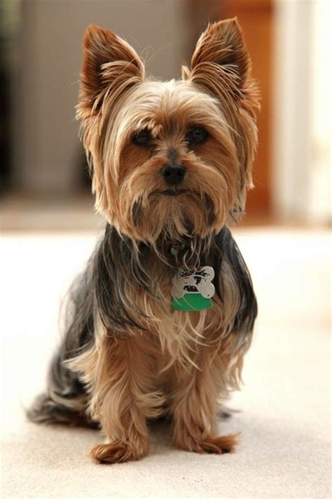 You can choose many Yorkie haircuts, but the most popular is the teddy bear haircut. This cut is just like the puppy haircut but has a couple of differences. The puppy cut is a simple trim that involves cutting the dog’s coat uniformly to around two inches in length, leaving you with an even coat. There is no particular shape or style to the cut.