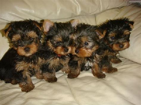 Yorkie dogs for sale in atlanta ga. The average cost of a Yorkshire Terrier, also known as a Yorkie, is between $500 and $700 for a puppy, as of 2015. There are many factors that determine the price of a Yorkie, incl... 