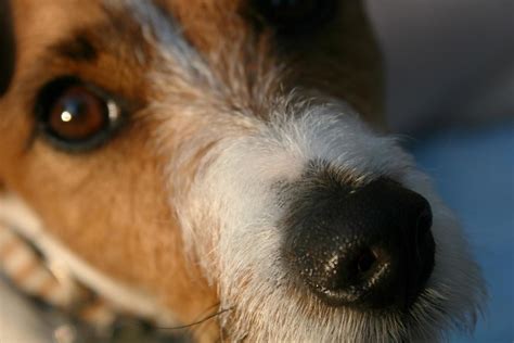 Yorkie Dry Nose