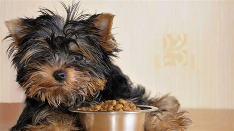Yorkie food. The Blue Buffalo Life Protection Formula is one of the top dry foods for Yorkies. It has a healthy balance of fruits, vegetables, and proteins. Overall, this is a trusted brand that many Yorkie owners swear by. You have three options for the palate you want to give your Yorkie: Chicken, Lamb, or Fish over brown rice. 
