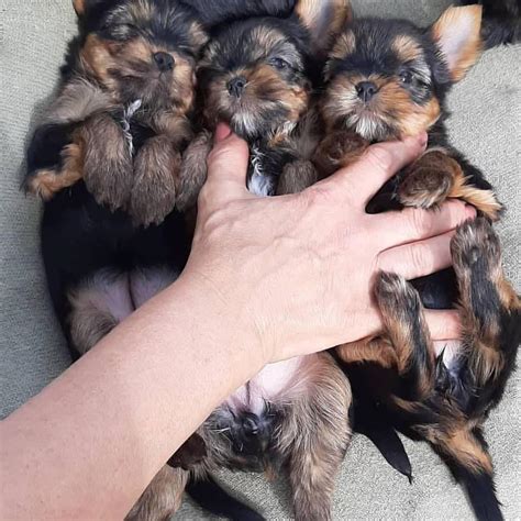 Yorkie for adoption near me. .  <a href=https://bb-31.ru/5bbnm/japanese-billionaire-s...