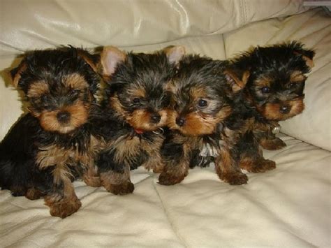Yorkie for sale in philadelphia. tiny male yorkie pup 3 1/2 lbs born 1-20-15 parents golden 500 also 2 morkie & parti yorkie pups 9wks old males 500... Pets and Animals Titusville 500 $ View pictures 