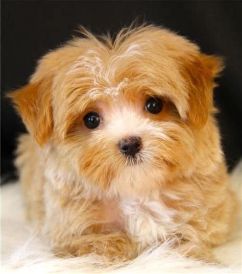 About Good Dog. Good Dog is your partner in all parts of your puppy search. We’re here to help you find Yorkipoo puppies for sale near Texas from responsible breeders you can trust. Easily search hundreds of Yorkipoo puppy listings, connect directly with our community of Yorkipoo breeders near Texas, and start your journey into dog ownership .... 