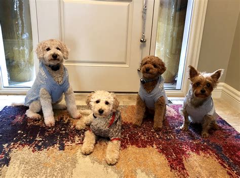 Yorkie goldendoodle mix. German Shepherd Yorkie Mix: Info, Pictures, Traits & Facts January 31, 2023 ... March 27, 2023. The Cream Goldendoodle: 12 Things You Probably Didn’t Know January ... 