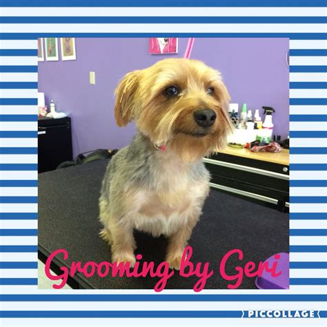 Yorkie grooming salon