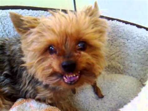 Yorkie growling