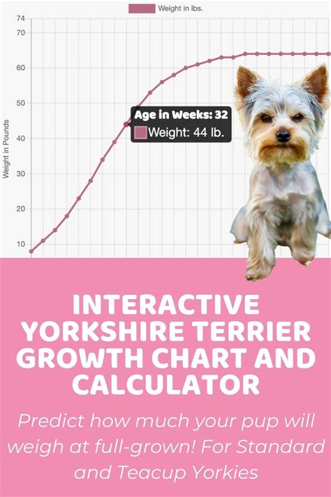 The Yorkie Growth Calculator helps you estimate the weight of a Yorkshire Terrier puppy at 12 weeks of age based on its current weight and age. The calculator uses a simplified growth formula that assumes the weight of the Yorkie doubles in the first week and then increases by 12.5% per week until the end of 12 weeks.. 