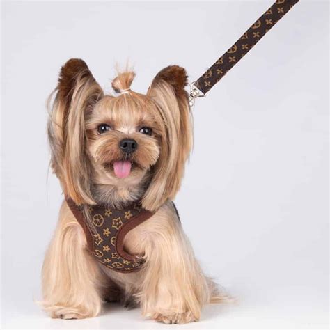 Yorkie harness