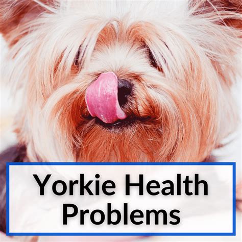 Health Conditions in Yorkies