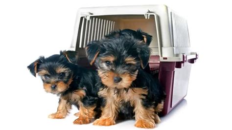 Yorkie in a Crate