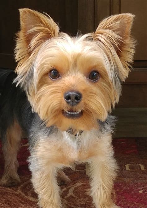 Yorkie kennel cut