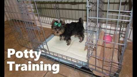 Yorkie Litter Box Training Tips