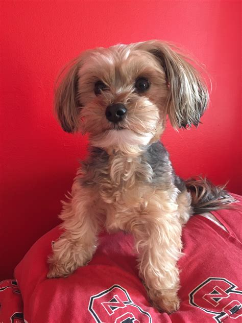 Yorkie maltese mix. Things To Know About Yorkie maltese mix. 