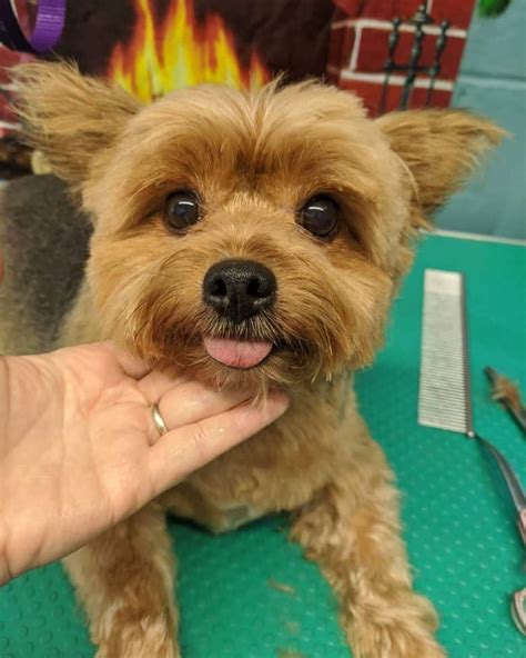 Yorkie Mix Grooming