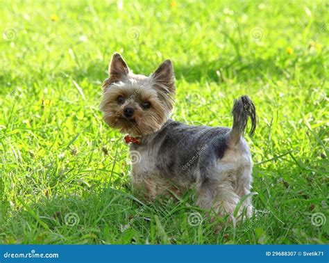 Yorkie playing in the yard