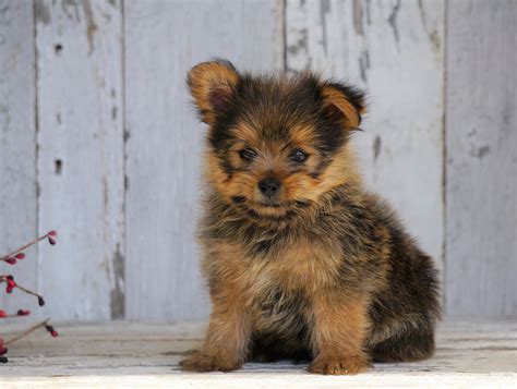 Yorkie-Pom puppies for sale! Lancaster Puppies has these lovable, fluffy designer breeds available today. View our puppies now!