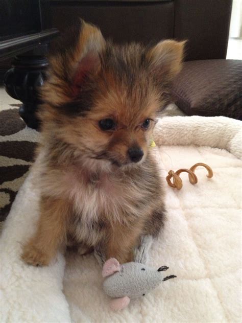 Yorkie pomeranian chihuahua mix. The Pomeranian Dachshund mix has a number of different nicknames. Most commonly referred to as the Dameranian, it has also been called a Pom Weenie, Doxie Pom, Pom-A-Weenie, Pomeranian Weiner Dog, Pom-Dach, Dach-Pom, and more. The Dameranian is an affectionate small to medium-sized crossbreed with a long life span. Each breed has its own unique ... 