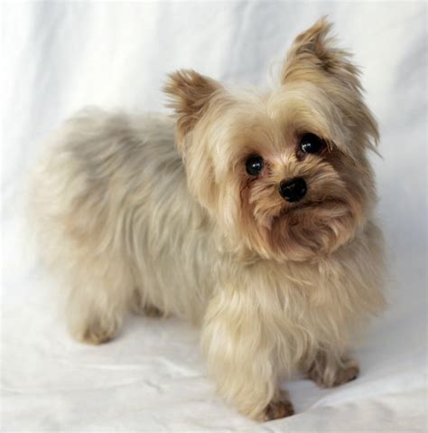 About this breed. The Yorkiepom is a designer breed created through the cross of the Yorkshire Terrier and the Pomeranian breed. The Yorkiepom is recognized by the ACHC (American Canine Hybrid Club). This designer breed can also be registered through IDCR (International Designer Canine Registry) and ICA (International Canine Association, Inc).. 