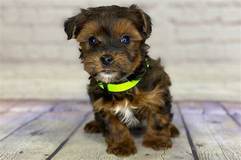 So the average height of the Yorkie Bichon can range between 6 to 12 inches tall and they can weigh anything from a mere 6 pounds to a sturdier 15 pounds. In general, if Bichon Yorkies are bred for multiple generations, they are closer to the bichon frise in size, usually putting them between 10 and 15 pounds.