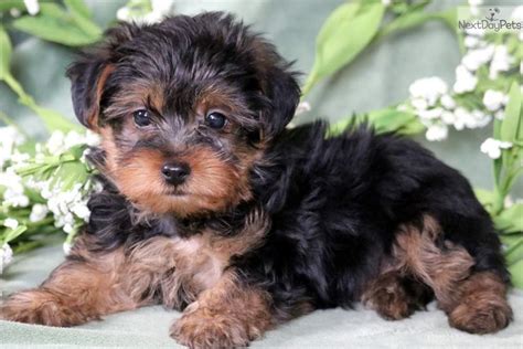 Go back to the Yorkie Poo Puppies page or check out our New Ar