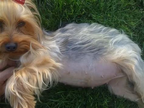 Yorkie Pregnancy Diet