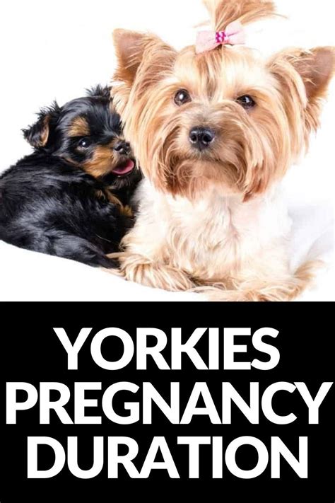 Yorkie pregnancy nutrition