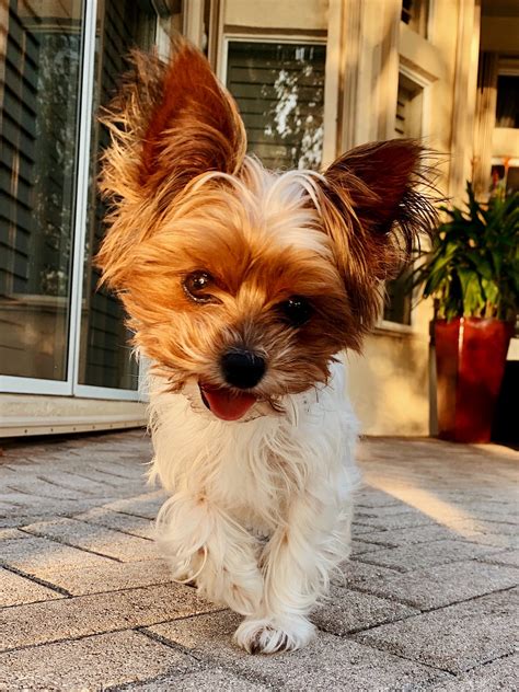 A Yorkshire Terrier displaying its protective instincts