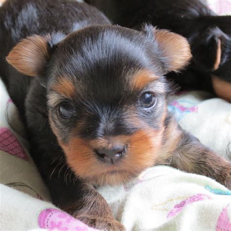 Yorkie puppies 3 weeks old. 8-week-old (2 months) Yorkie Image Credit: BLACK17BG, Pixabay At 8 weeks, your Yorkie is ready to be weaned from their mother (this is also the week that you get to bring your new buddy home if you're adopting or buying from a breeder). They should be eating an appropriate puppy kibble at this point, and you can let them free-feed. 