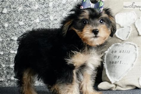 Pawrade is your trusted source to find a Peekapoo puppy for sale near you in Fort Wayne. Browse our available four-legged friends today! Top 17 Peekapoo Puppies for Sale in Fort Wayne | Pawrade.com