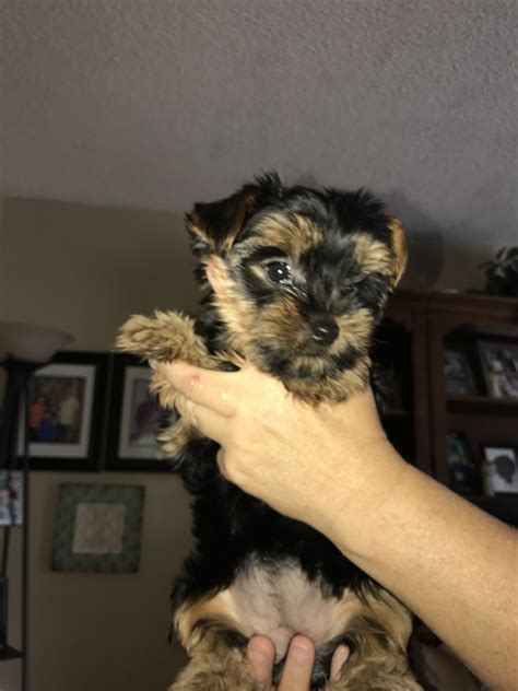 Yorkie puppies for sale in hickory nc. Status: Available. Sex: Male. Age: 11 Weeks. Adoption Fee: $600. Shots: Up-To-Date On All Shots. Shipping: Available & Ready For New Home. What’s included: Registered, … 