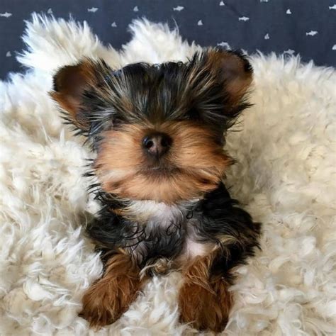 The typical price for Yorkshire Terrier puppi