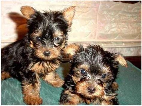 The typical price for Yorkshire Terrier puppies for sale 