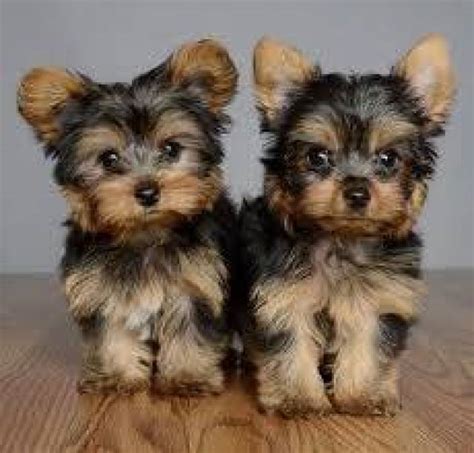 Give me an overview of Yorkshire Terrier puppies for sale in 
